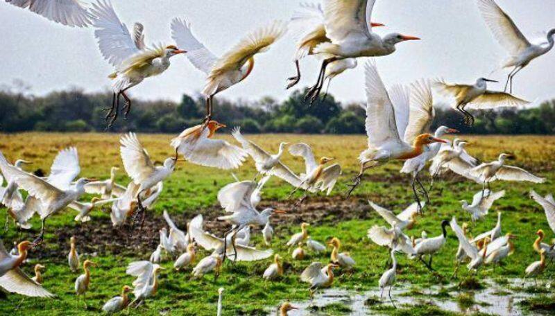 Villages near Erode celebrated silent diwali to conserve birds in nearby sanctuary ans