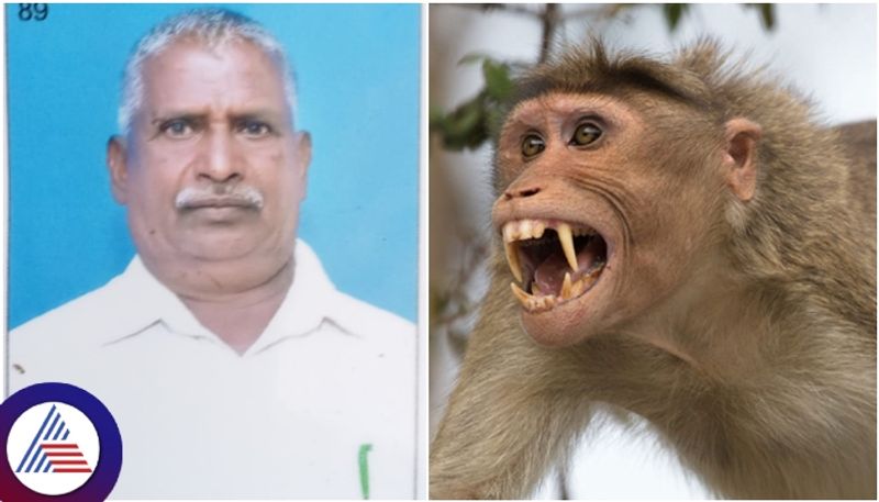 Davanagere man died from Monkey Attack and arekere villagers was Terrified sat