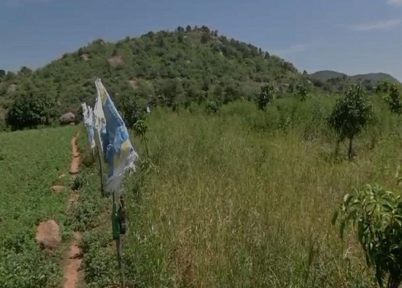 The wild boars ate the millet that had grown on loan at ramanagara gvd