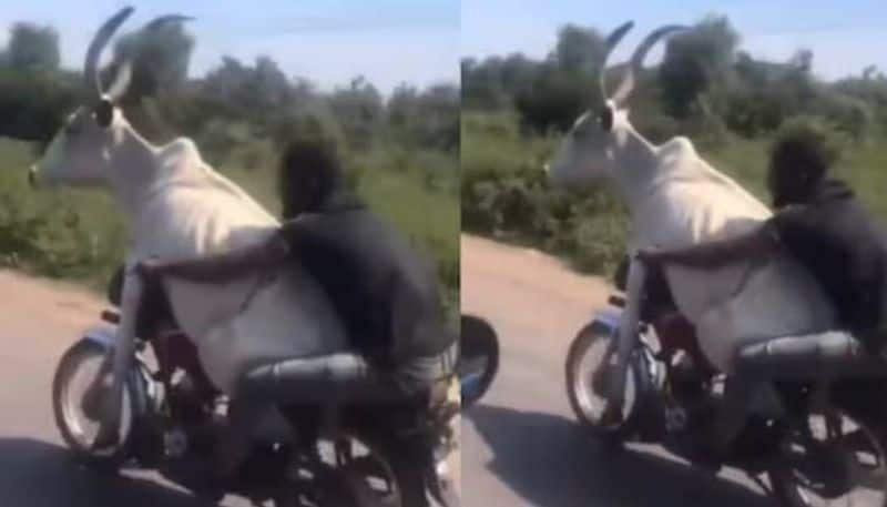 man riding bike with a bull rlp