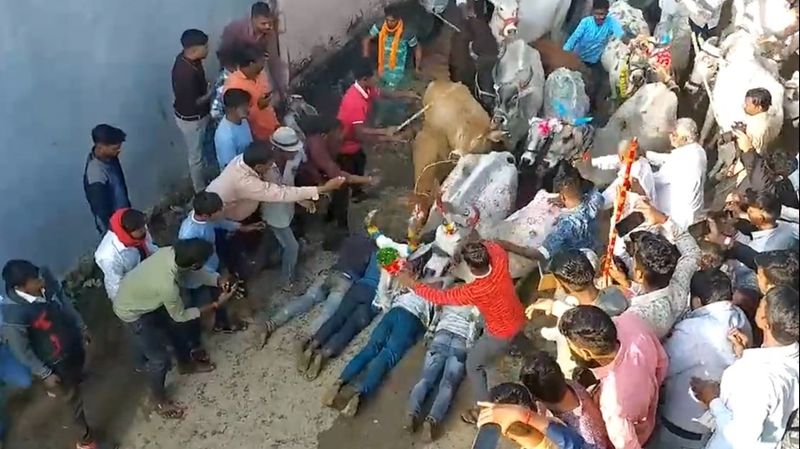 Cows trample people in Madhya Pradesh's Ujjain as part of Diwali ritual sgb