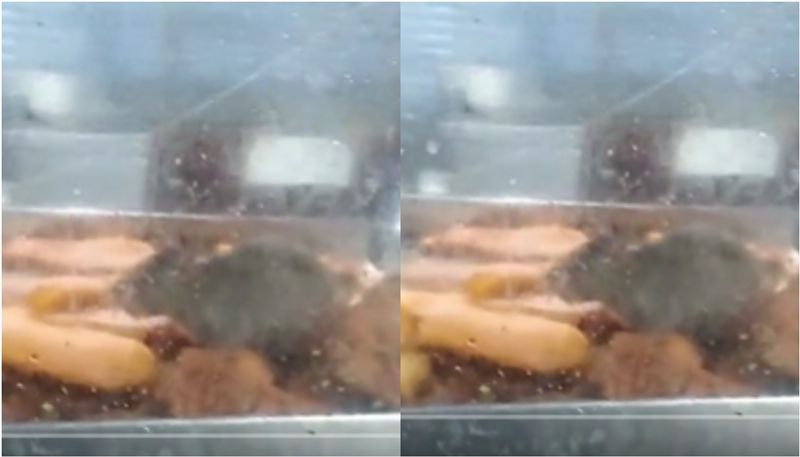 rat eats food kept at glass storage box government hospital canteen in Chennai SSM