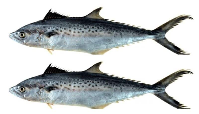 Significant discovery by researchers find two Indo-Pacific king mackerel to the sea wealth btb