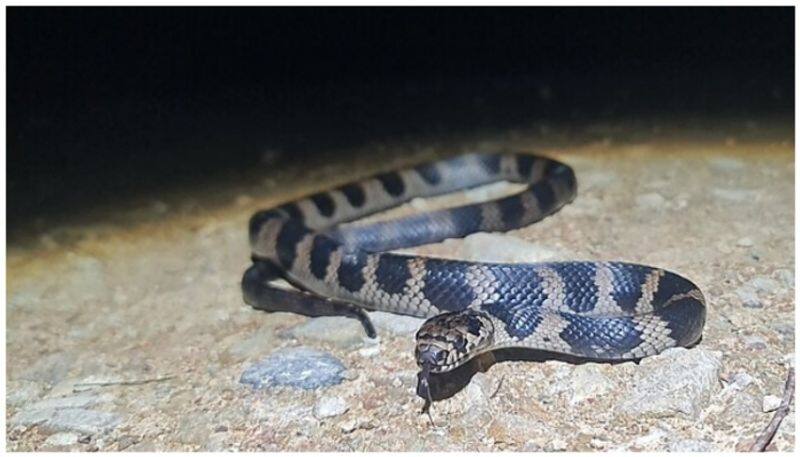 snake entered apartments in coimbatore video goes viral vel