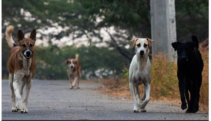 street dogs