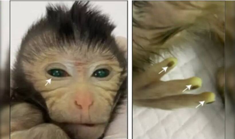 Chinese scientists create first-of-its-kind chimera monkey with green eyes, glowing fingertips
