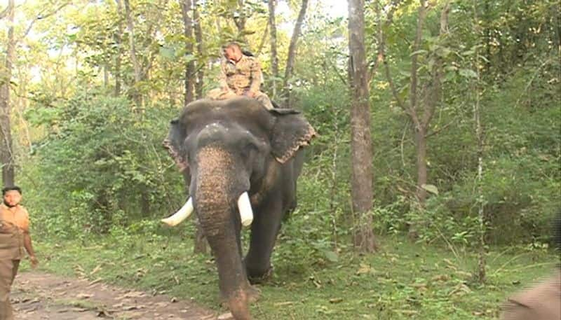 Elephant that has not been Captured after a Week of Operation in Chikkamagaluru grg 