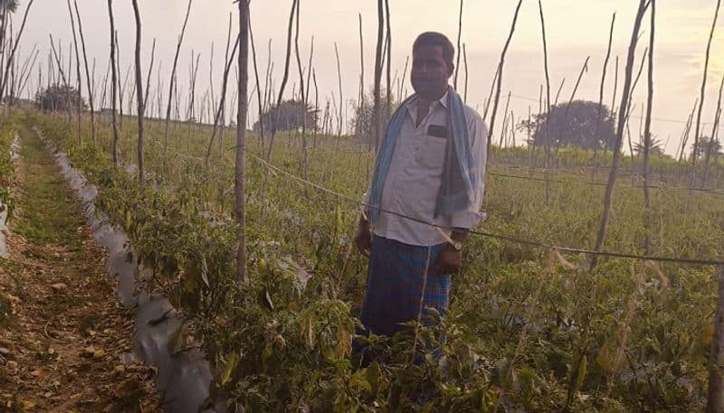 Farmers Faces Problems For Chilli Price Drop at Bangarapet in Kolar grg 