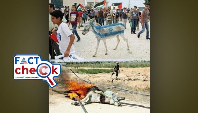 Israel Hamas War Palestinians burn the donkey here is the fact of photos 2023 11 15 jje 