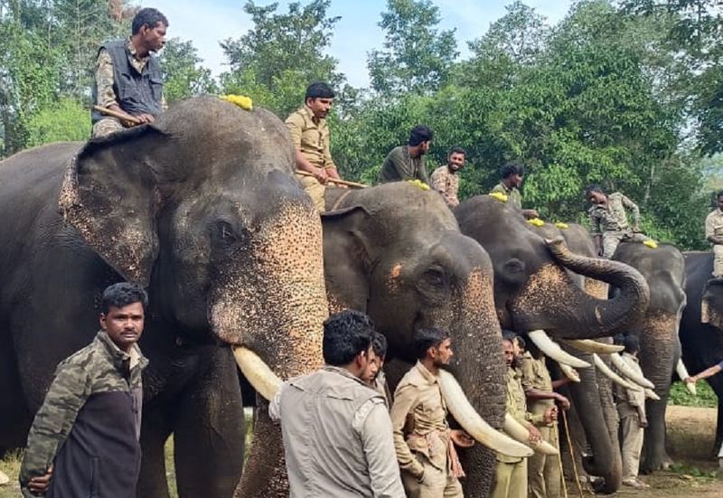 The forest department is struggling to capture the wild elephant gvd