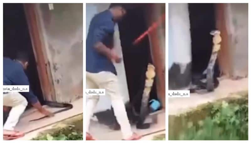 Video of capture of king Cobra goes viral on social media bkg