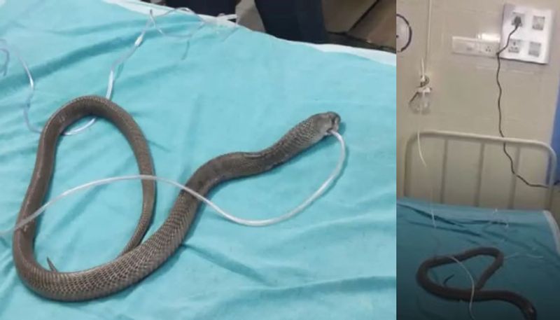 Unconscious cobra saved through artificial oxygen released in forest at Karnataka vkv