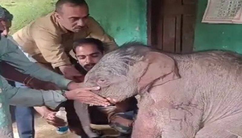 Forest Department Personnel added the Baby Elephant with the Mother in Kodagu grg 