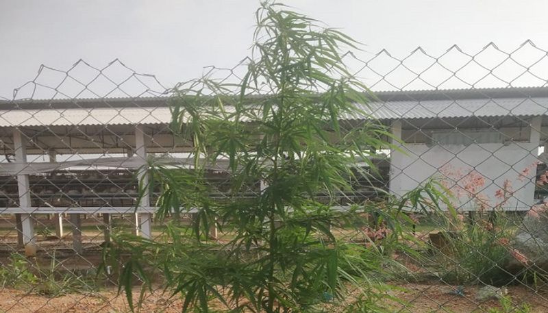 Three Arrested for Growing Marijuana Plant in Kolar grg 