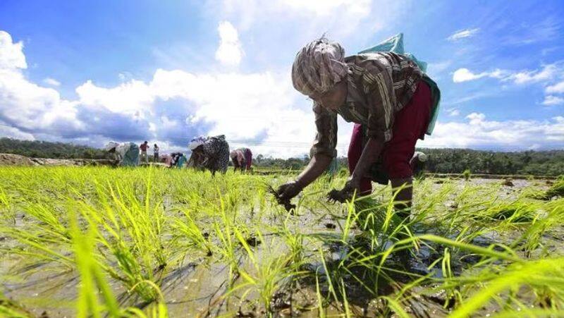 Union government extended crop insurance date. Farmers are happy-rag