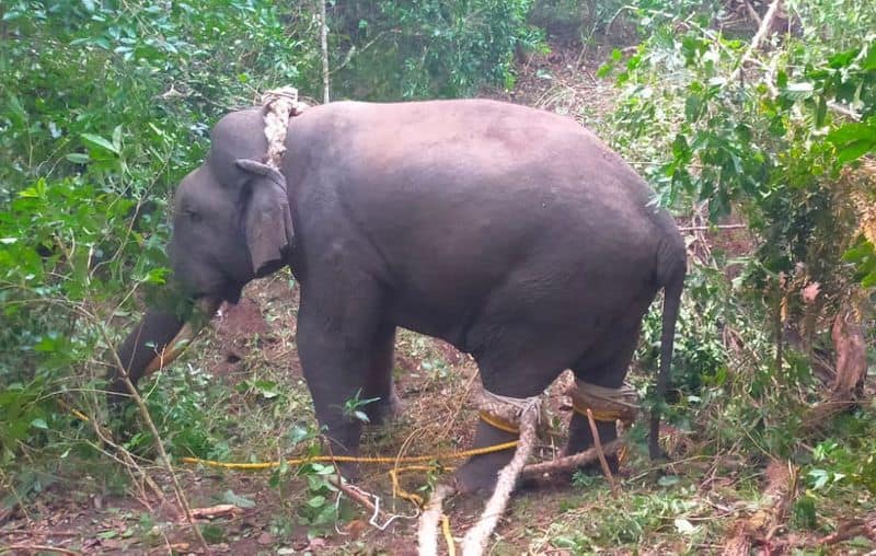 Another Elephant Caught During The Wild Elephant Operation At Chikkamagaluru gvd