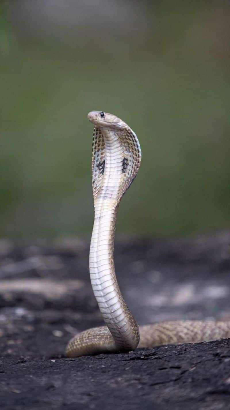 swapna shastra if you see a snake in your dream good or bad suh 