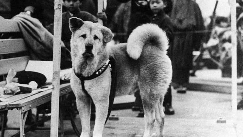 World most loyal dog Hachiko turns 100 in japan smp