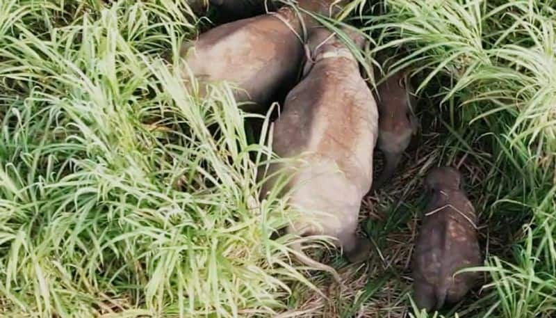 forest elephant entered home for need a food in coimbatore vel