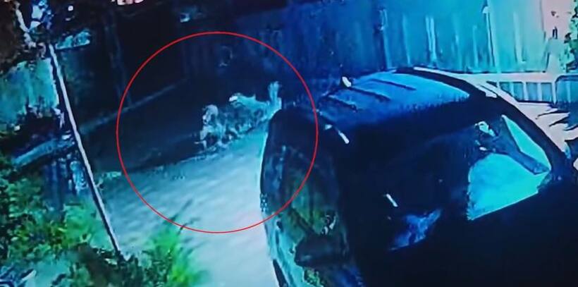 Dogs attackd on leopard : చిరుతపులిపైనే దాడి చేసిన కుక్కలు.. తోకముడిచి పారిపోయిన క్రూర మృగం.. వీడియో వైరల్..