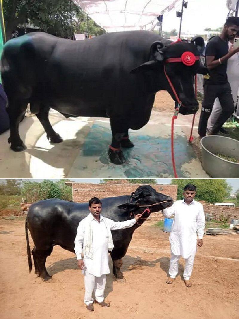 rajasthan pushkar animal fair male buffalo earns rupees 8 lakh per month selling semen zrua