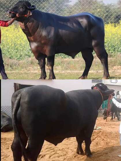 महीने की खुराक तीन लाख से ज्यादा
