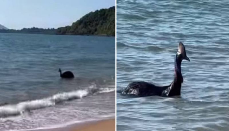 one of the worlds most dangerous bird cassowary in australian beach rlp