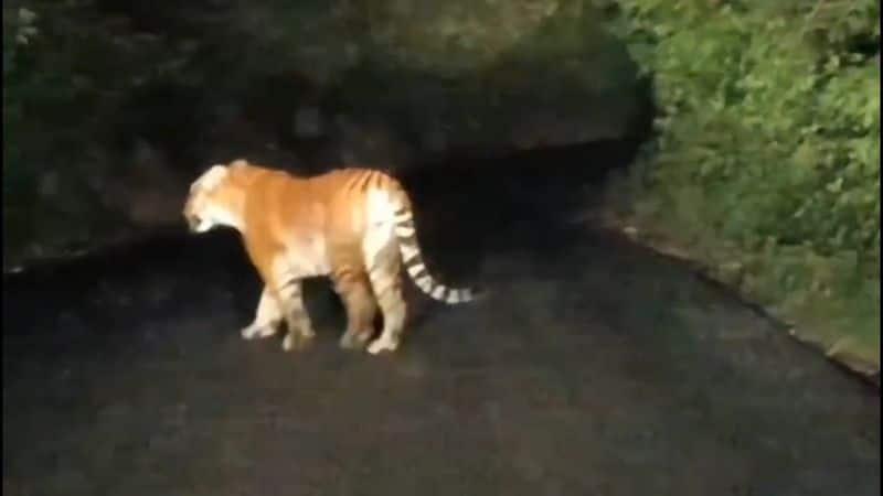 tiger goes walking at nilgiris district video goes viral vel