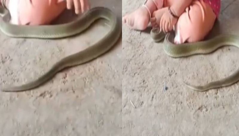 child playing with snake viral video rlp