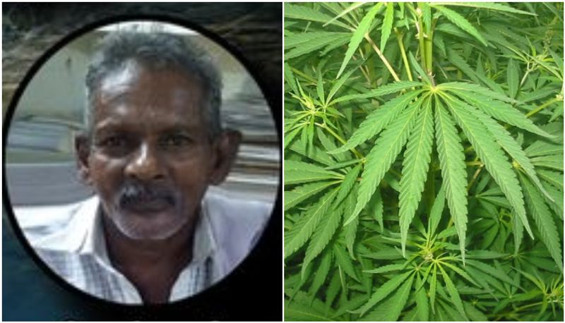 trivandrum excise arrested 68 year old in man ganja case joy