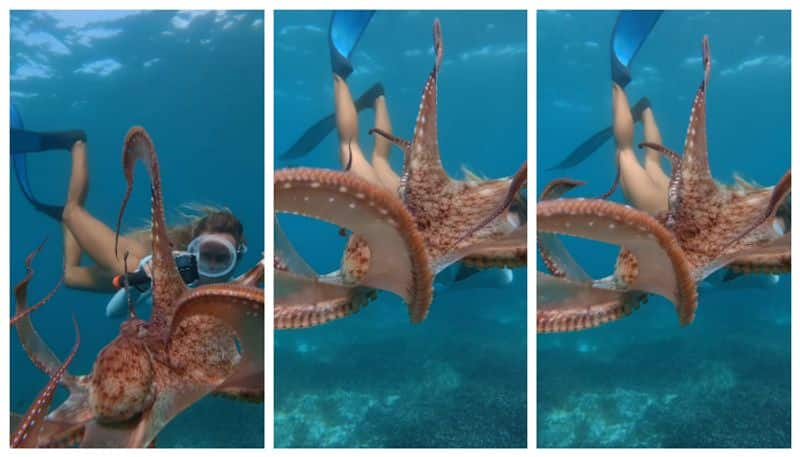 video of a young woman with an octopus under the sea has gone viral bkg 