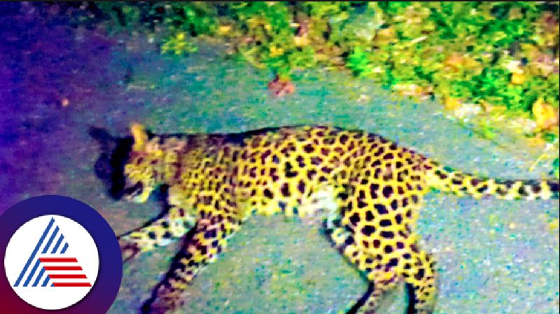 Leopard carcass found in Sharavati sanctuary at shivamogga rav