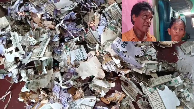 The money saved for the daughters marriage eaten by termites in andhra pradhesh paravathypuram Rya