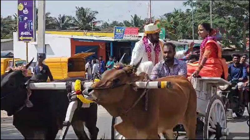 newly married couple ride in cow chariot in coimbatore video goes viral vel