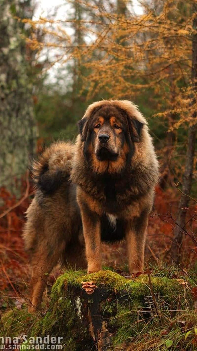 World Most Expensive Dog Breeds iwh