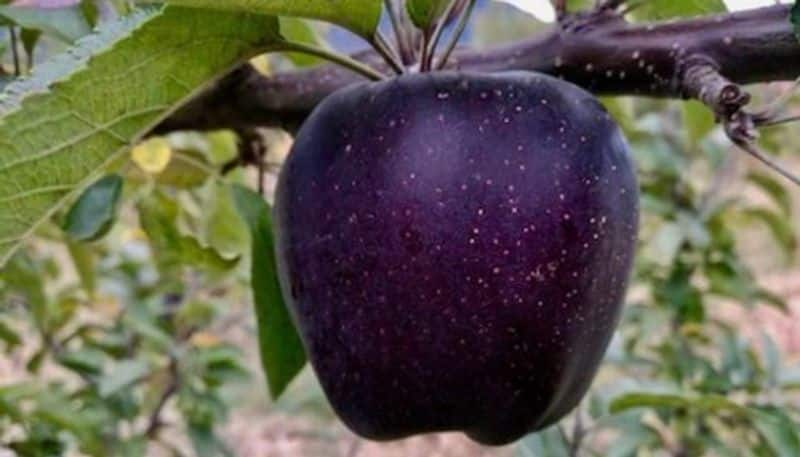 know about black diamond apple or black apple