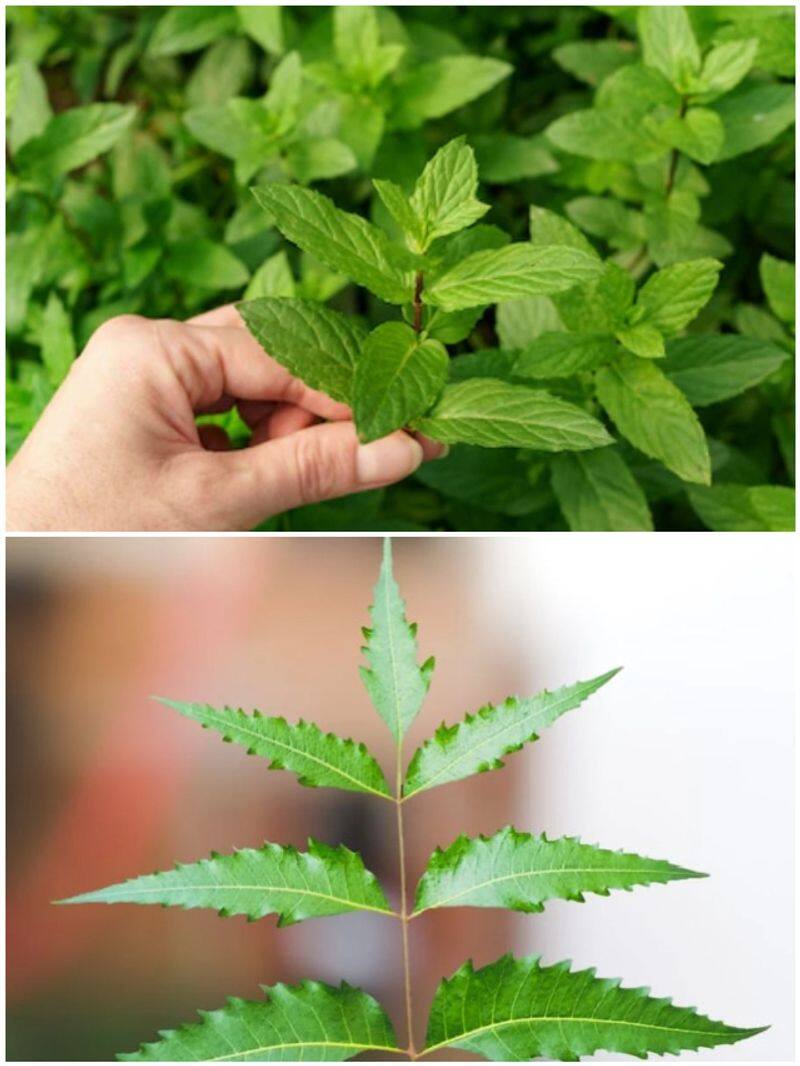 Tulsi to Neem: 7 medicinal plants for optimal health in India SHG