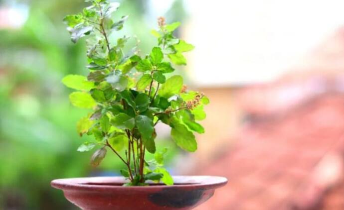 Tulsi 