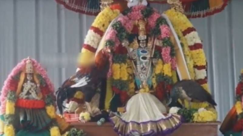 Cock and peacock visit and pray lord murungan in thiruvannamalai annamalaiyar temple Rya