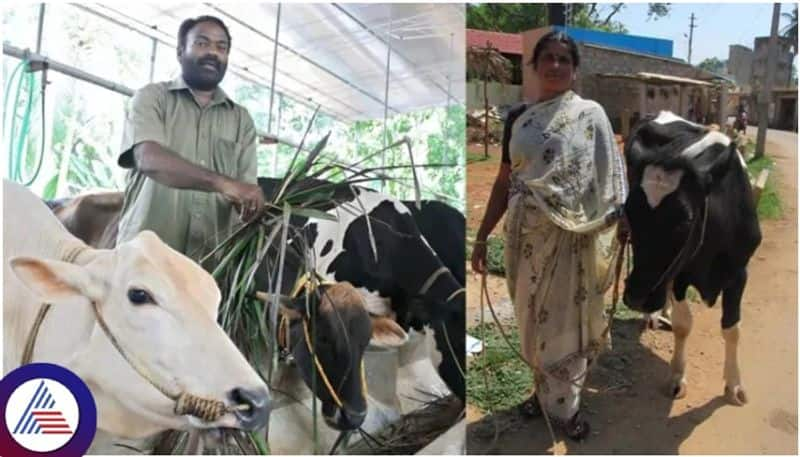 Govt invited applications for cow Farming from Bengaluru residents Huge subsidy for mix breed sat