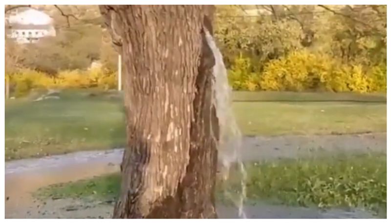 Video of water flowing from a 150-year-old mulberry tree bkg