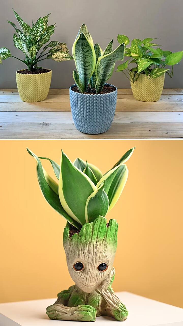 Peace Lily to Snake Plant-7 plants that don't need sunlight RBA EAI