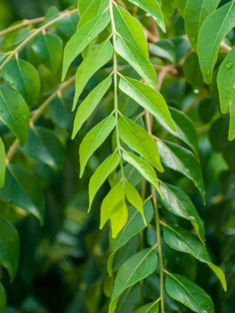 curry leaves for weight loss and digestive health 