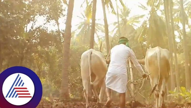 Viral video of pre-wedding shoot in the guise of farmers at chamarajanagar rav