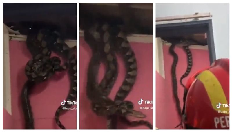 video of huge snakes down from the ceiling of the house went viral bkg