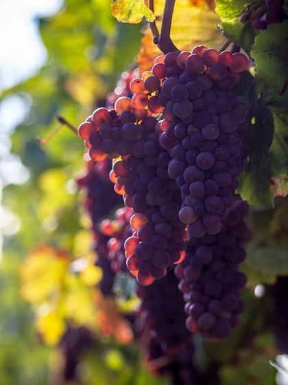 Purple Grapes