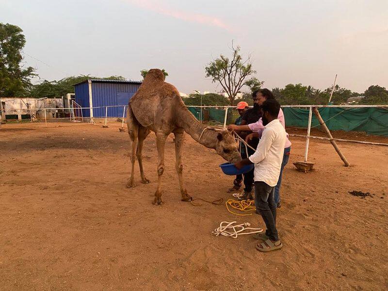 In Coimbatore, authorities seized animals that were not properly cared for vel