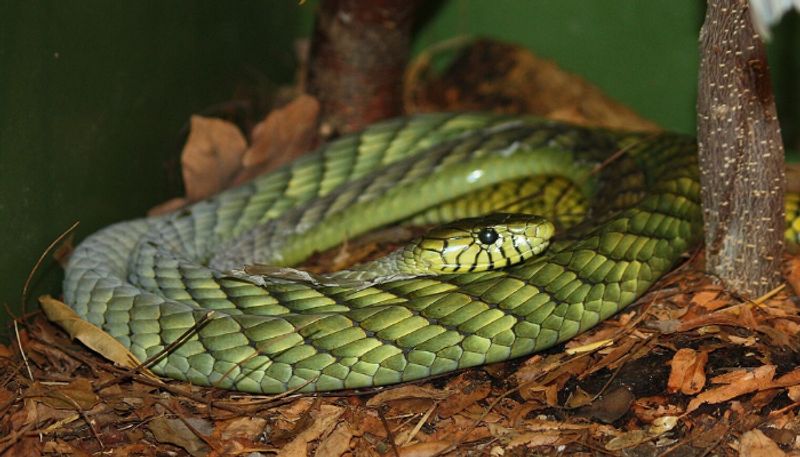 two meter long extremely venomous green mamba snake is on the loose police warns residents 