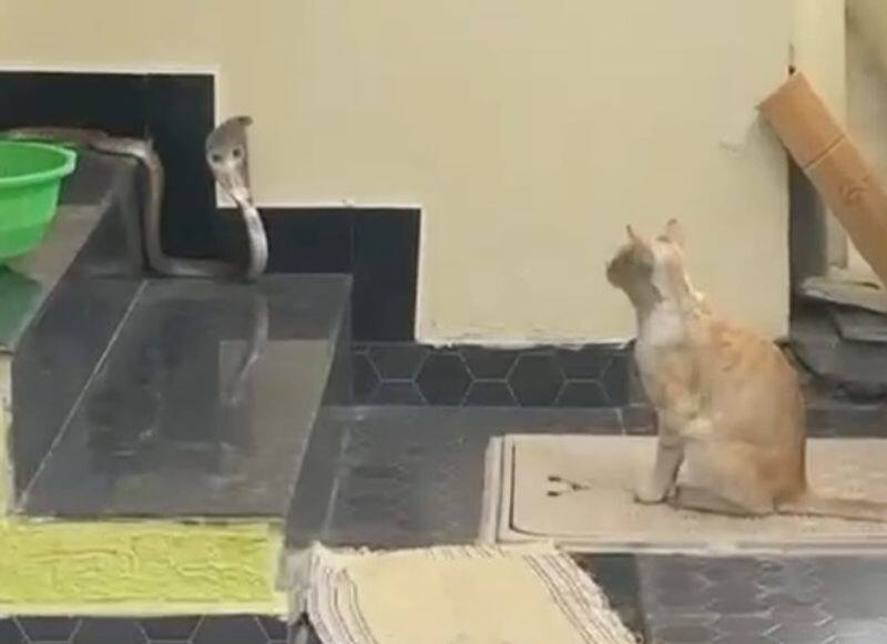 Watch Cat vs Snake: pet cat stopped a cobra trying to enter the house in Coimbatore viral video