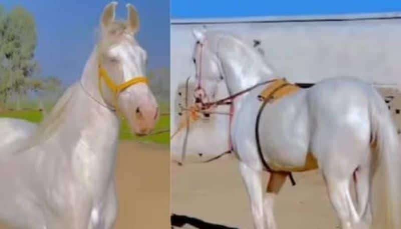 viral video of akhal teke horse rlp